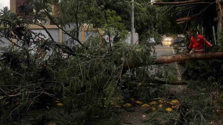 Fuertes ráfagas de viento derriban árboles y causan cortes eléctricos
