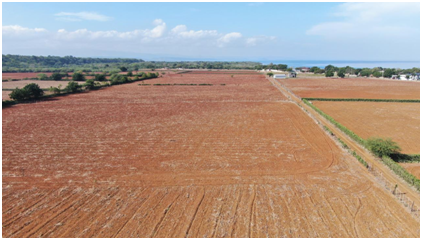 Agricultura prepara 7,900 tareas de tierras gratis a productores