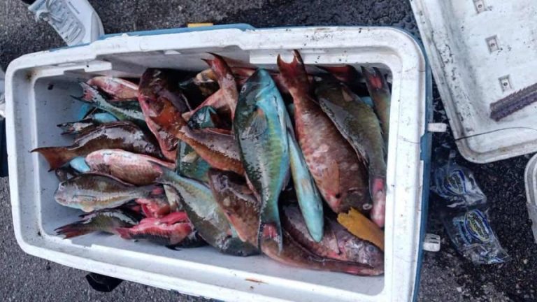 Decomisan decenas de libras de pez loro y langosta y apresan a tres hombres