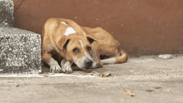 Envenenan 16 perros en  un barrio de Santiago